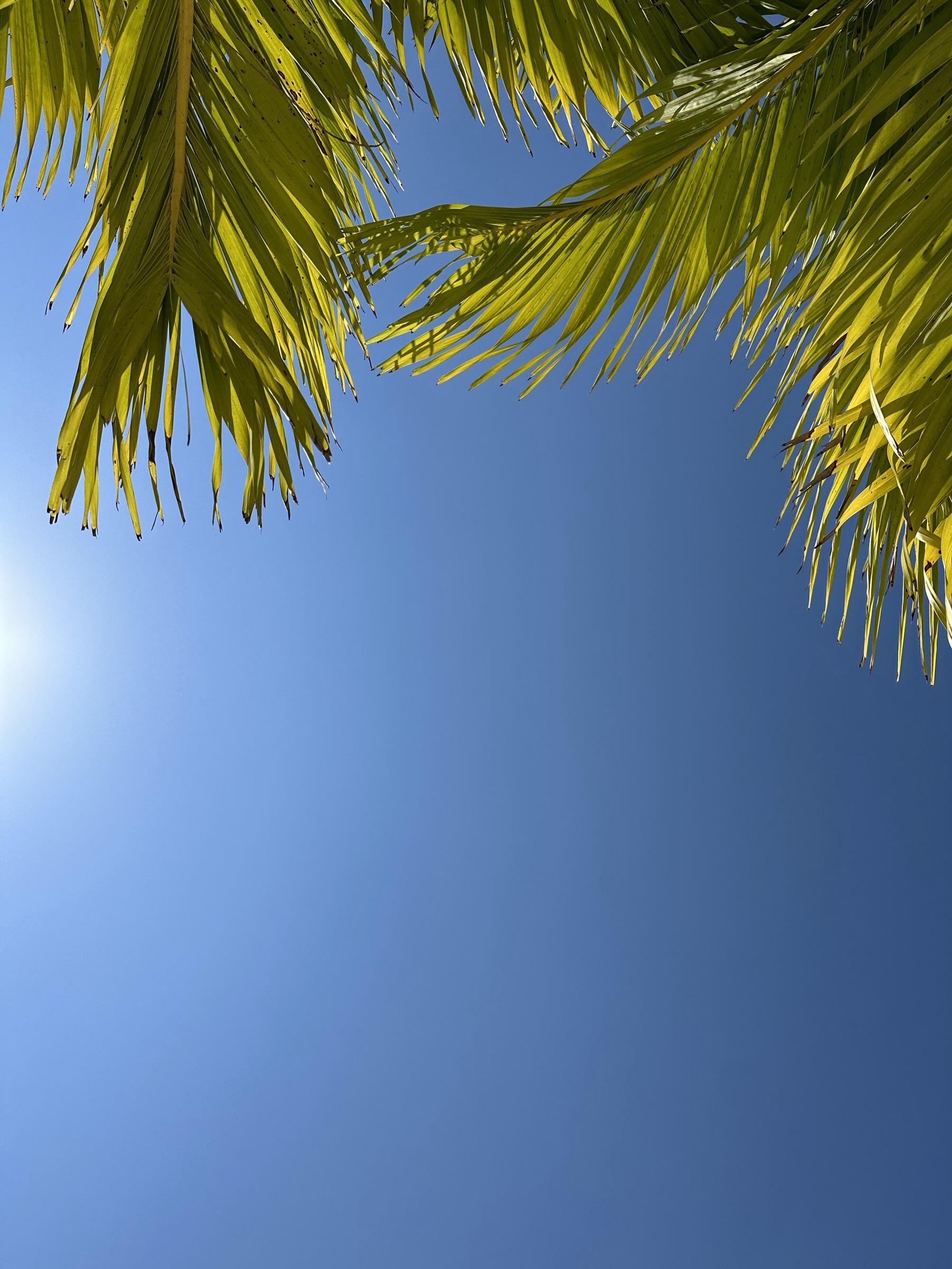 Palm fronds under a clear blue Florida sky.