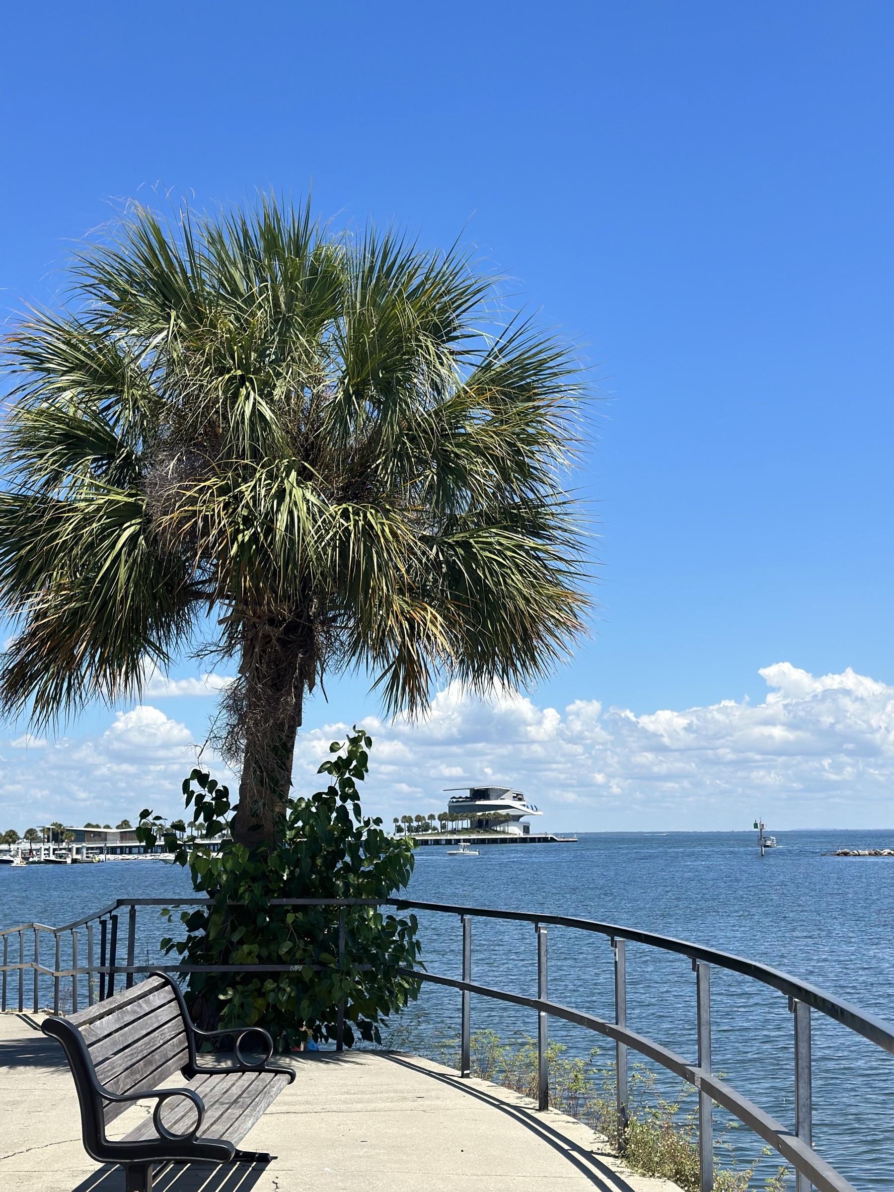 Sabal palm above Tampa Bay with the new Pier in the distance.