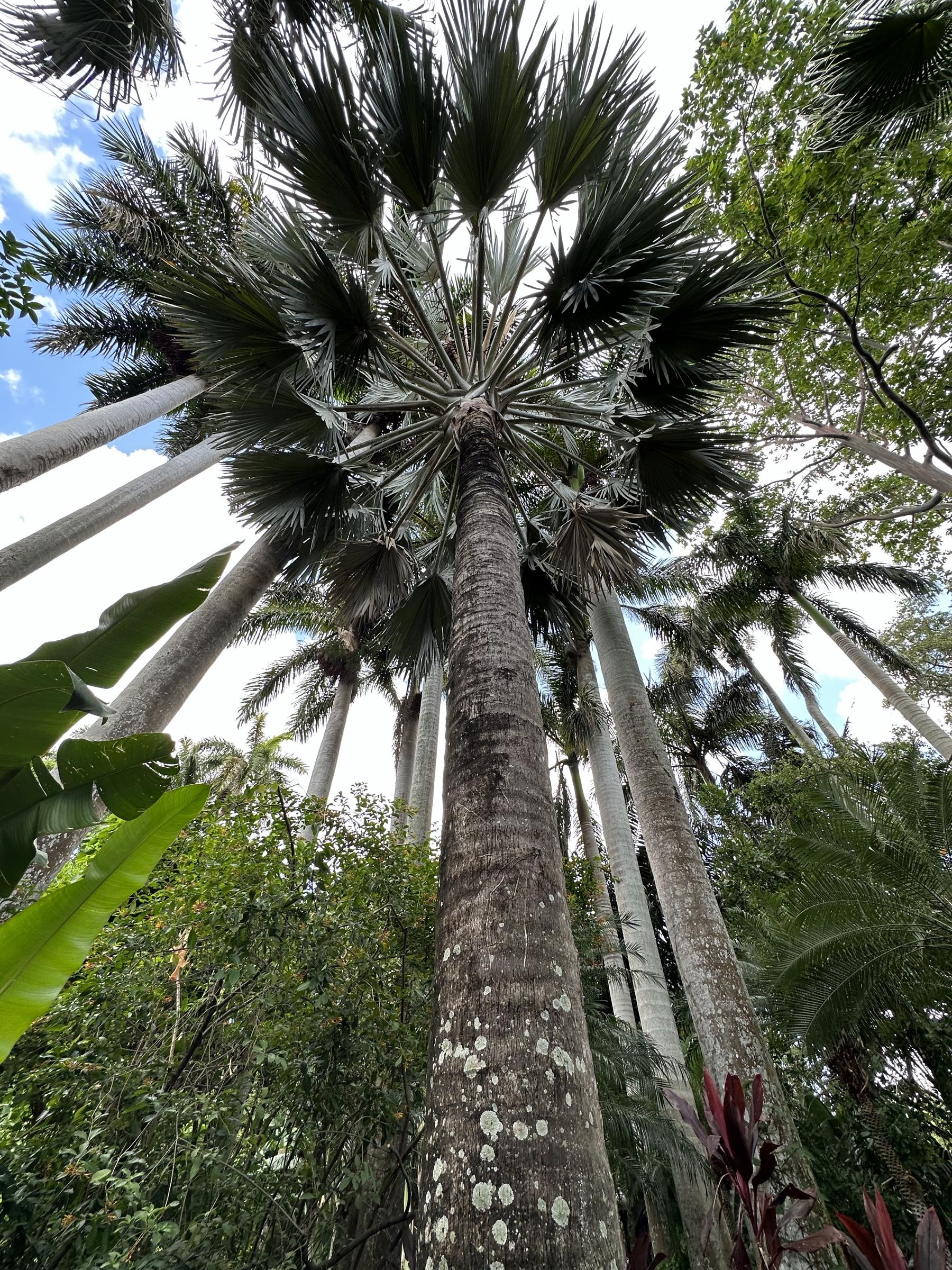 Looking up into a stand of royal palms.